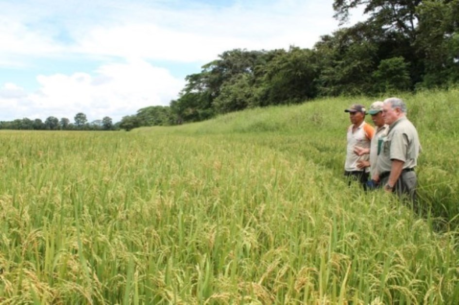 Siembra de arroz puede incrementarse en 15.000 hectáreas para 2016